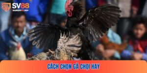 Cách Chọn Gà Chọi Hay