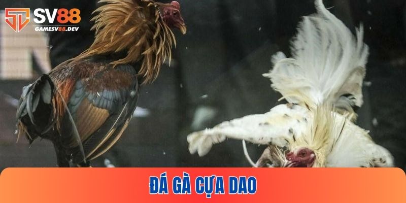 Đá gà cựa dao tại SV88
