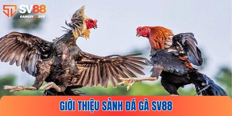 Tìm hiểu sơ lược đá gà SV88