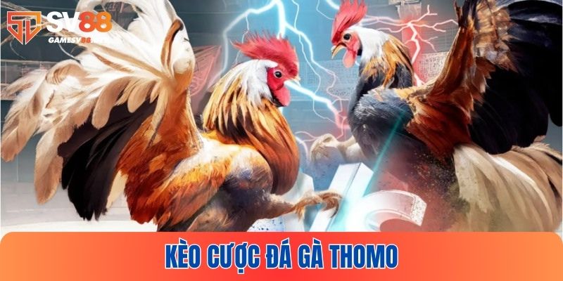 Một số kèo cược nổi bật trong đá gà thomo