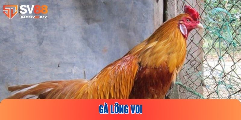 Gà lông voi lọt top những giống kê được yêu thích nhất